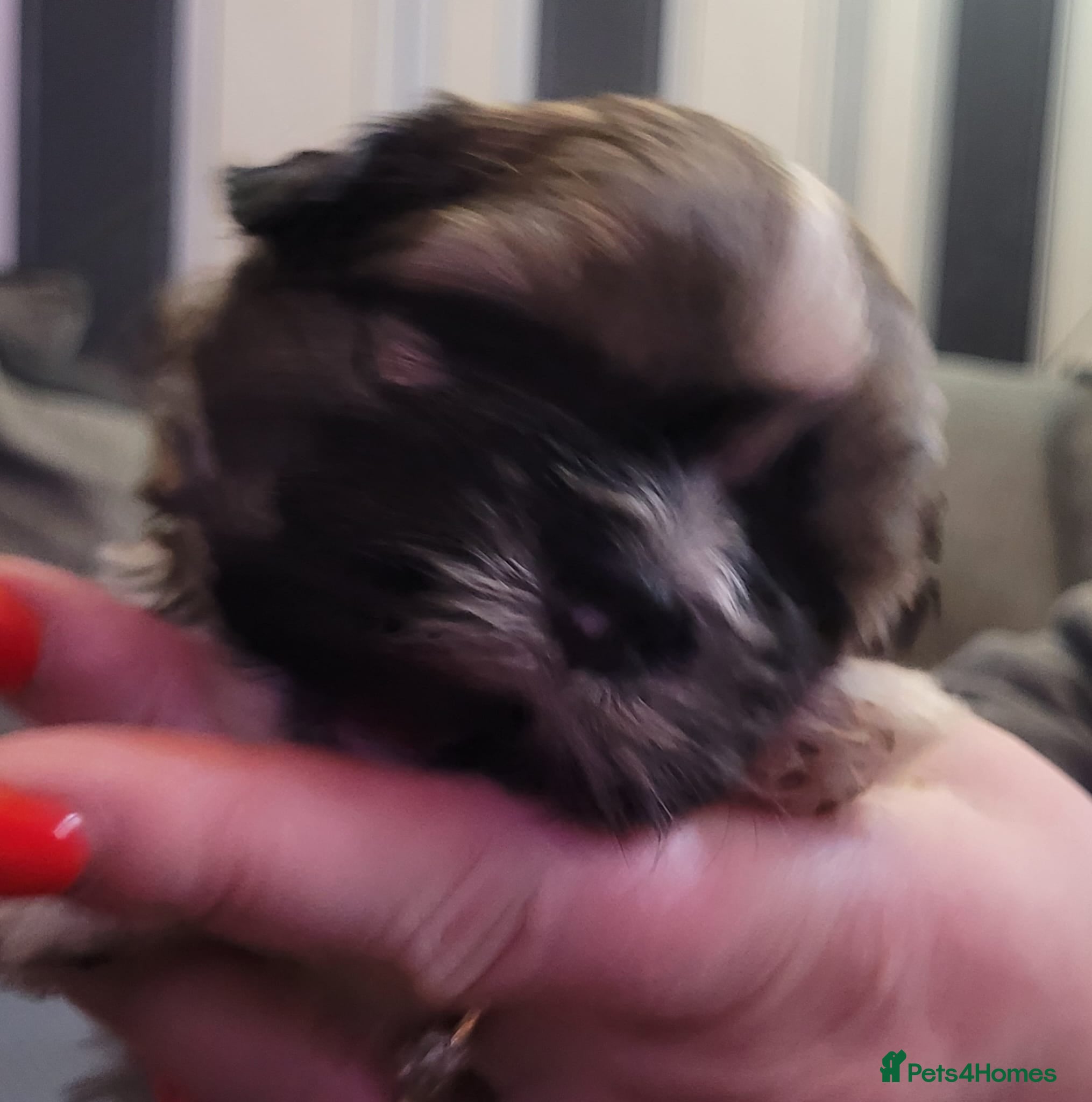 Shih Tzu dogs Look 👀 stunning shitzu puppies for sale - Advert 2