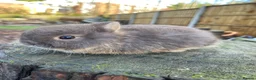 Netherland Dwarf rabbits for sale: Purebred Netherland dwarf - Advert 8