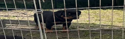 Rottweiler dogs for sale: Beautiful Rottie Pups available  - Advert 4