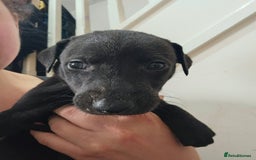 Lurcher dogs for sale: Lurcher puppies  - Advert 11