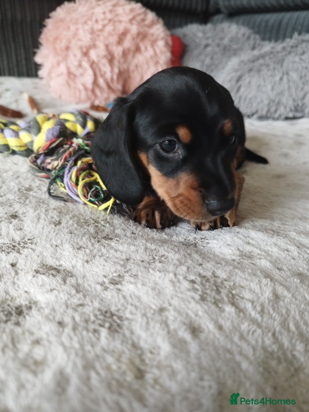 Dachshund dogs for sale: MINIATURE Mini DACHSHUND  - Advert 5