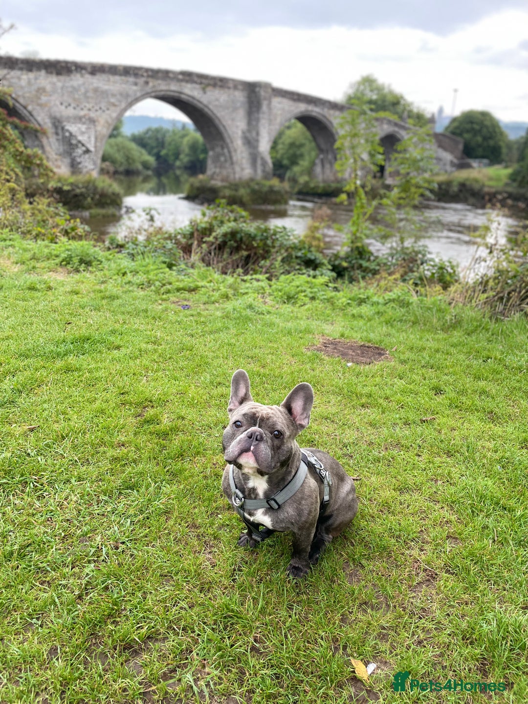 French Bulldog dogs for sale: Male French bulldog  - Image 5