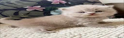 British Longhair cats for sale: Stunning lilac longhair British shorthair kittens. - Advert 9