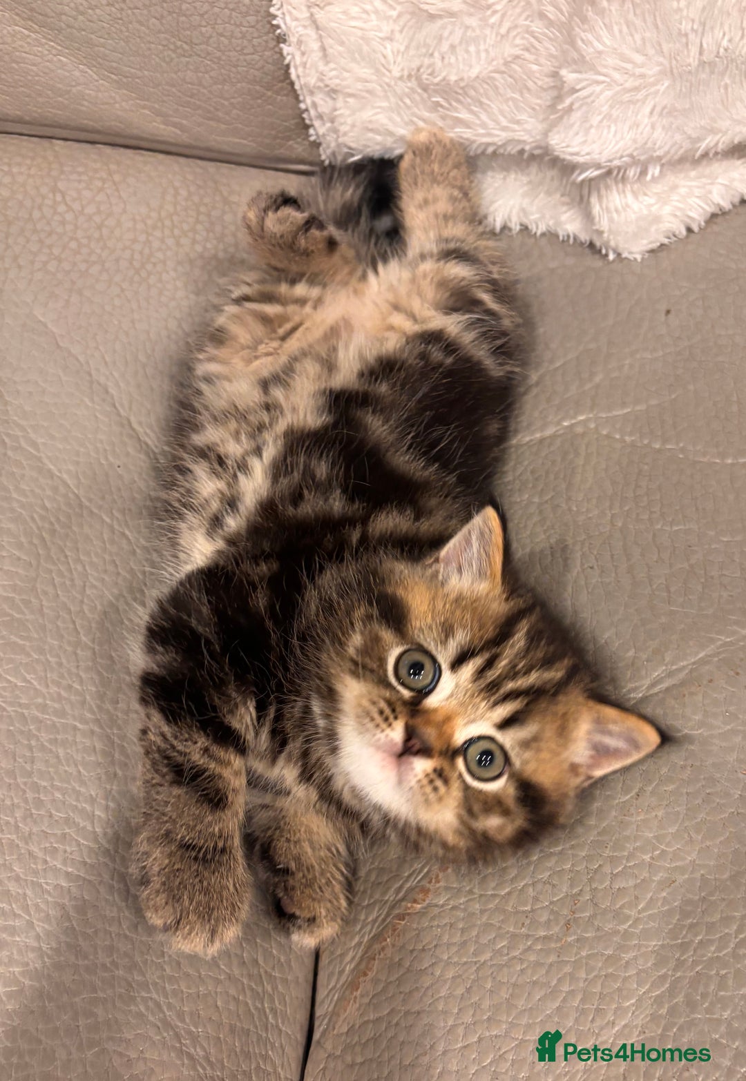 British Shorthair cats for sale: Sunning BSH kittens - ready for  **   - Advert 7