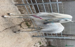 Irish Cob horses for sale: Sec A registered filly  - Image 2