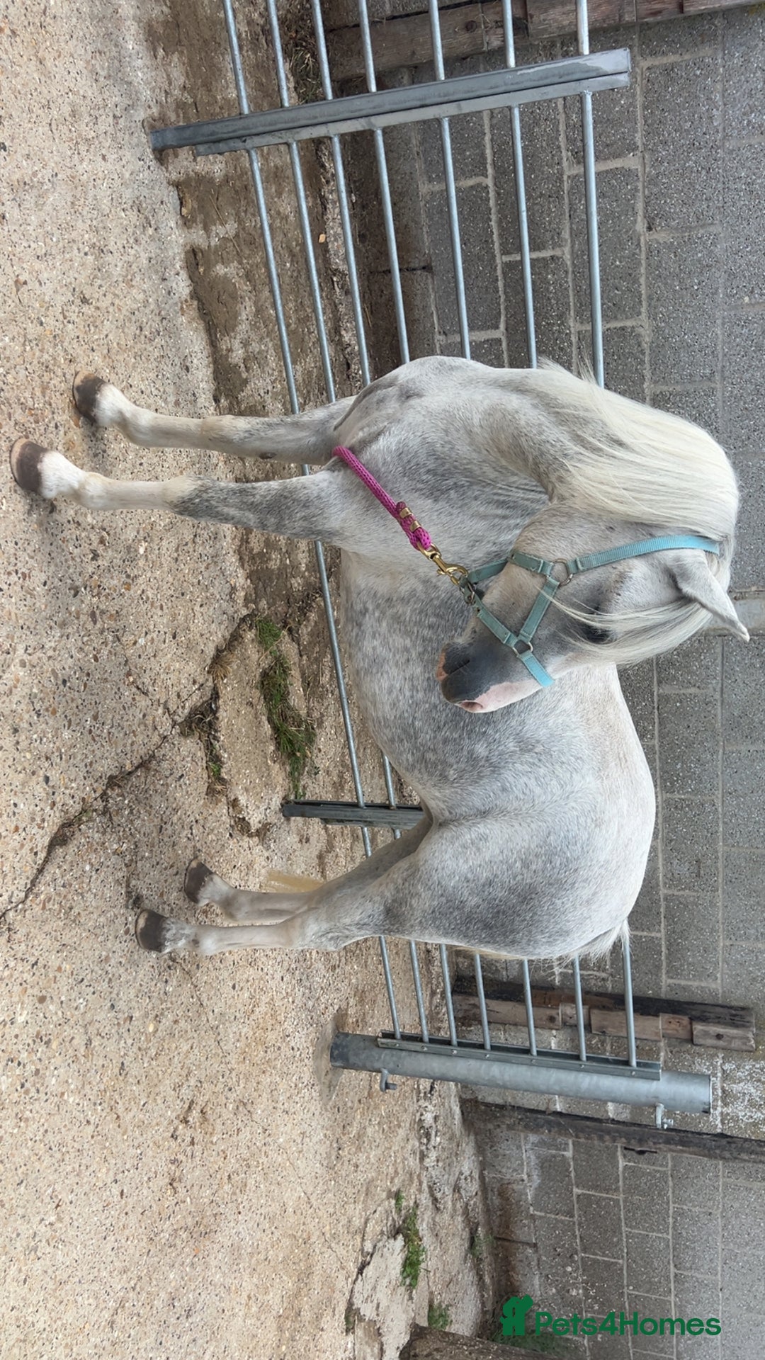 Irish Cob horses for sale: Sec A registered filly  - Image 2