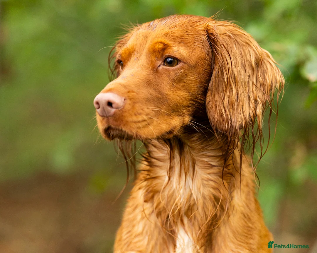 Cocker Spaniel dogs for stud: Red Working Cocker Spaniel Stud - Advert 9