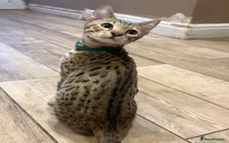Bengal cats for sale: Bengal cubs for sale  - Image 4