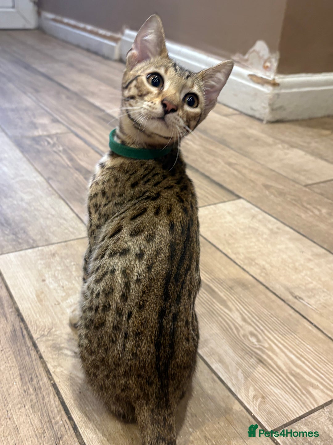 Bengal cats for sale: Bengal cubs for sale  - Image 4