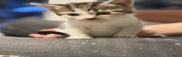 Mixed Breed cats for sale: 6 cute mixed kittens - Advert 3