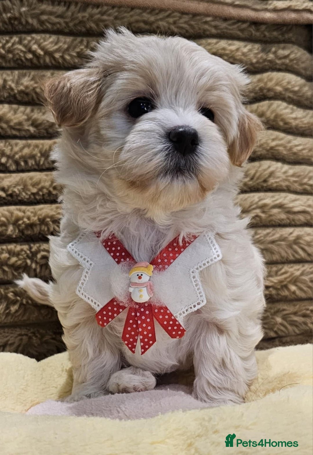 Maltipoo dogs for sale: F1 Beautiful Maltipoo Girls - Advert 10