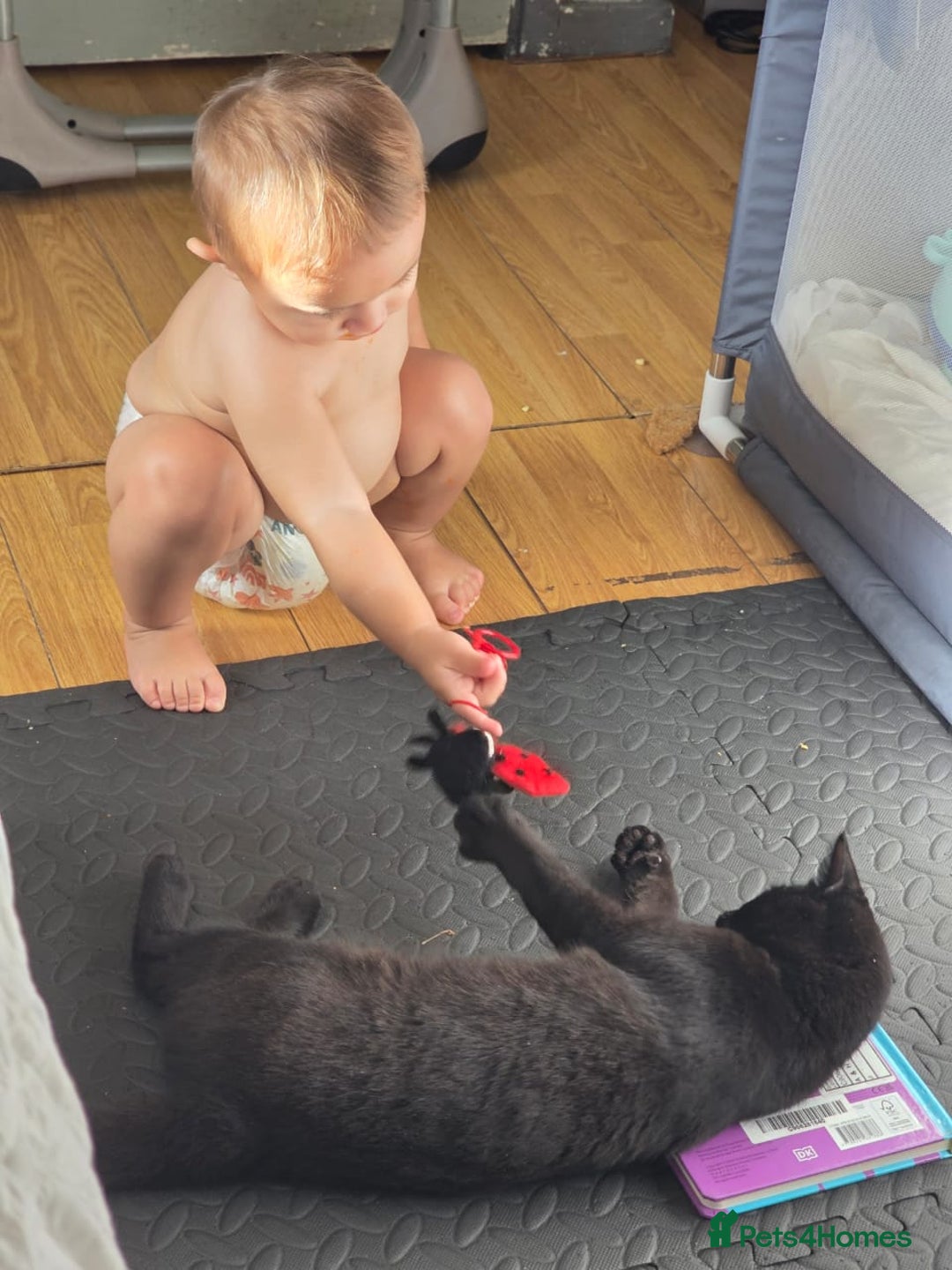 Domestic Shorthair cats for sale: Free neutered family friendly cat for a good home  - Image 4