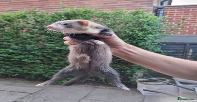 Ferret rodents - Advert 8