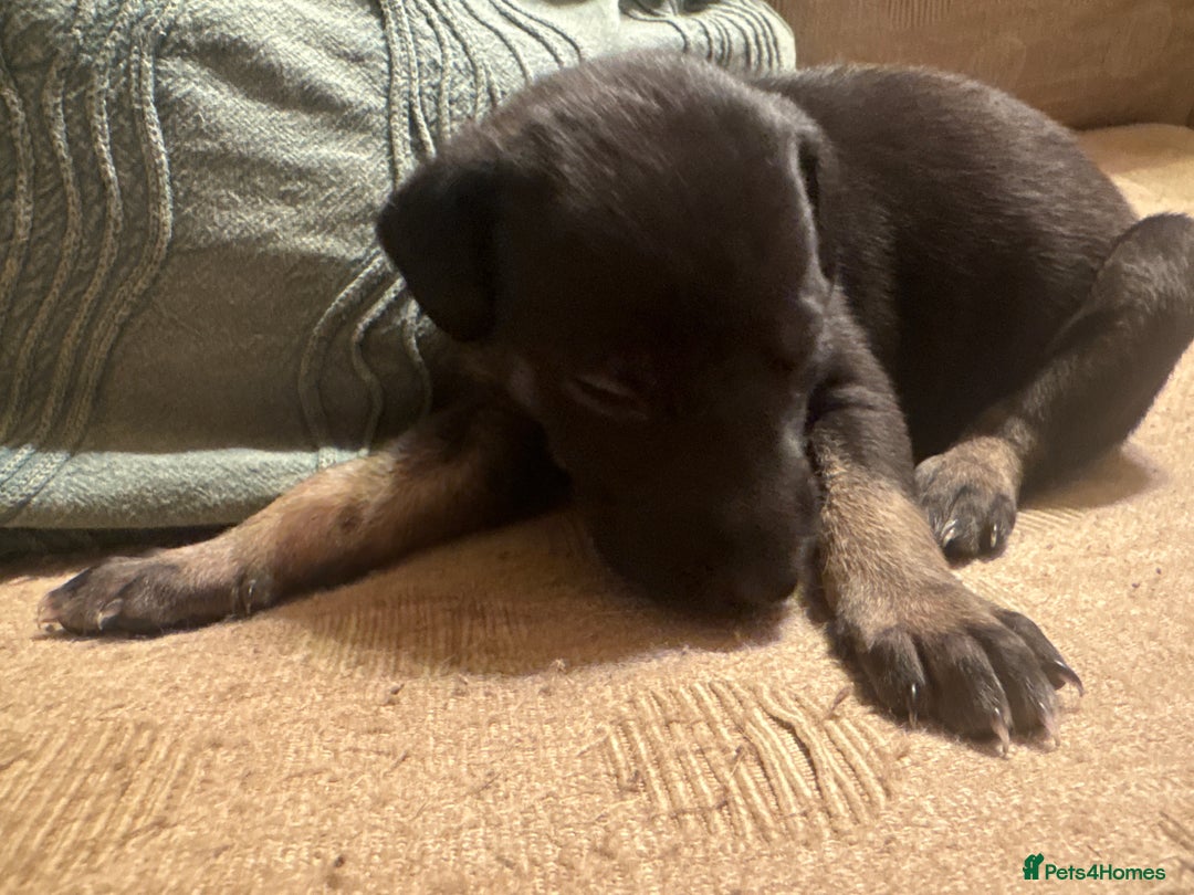 Mixed Breed dogs for sale: Whippet cross lurcher poodle puppies  - Advert 9