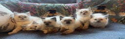 Ragdoll cats for sale: Stunning ragdoll kittens for forever homes  - Advert 13