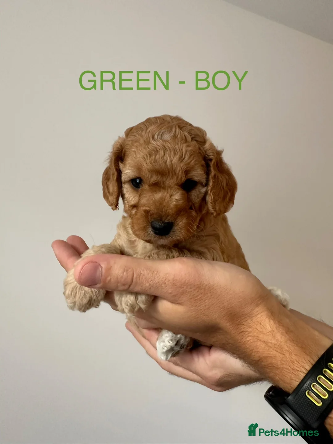 Cockapoo dogs for sale: Gorgeous Cockapoo Puppies – 3 Girls & 2 Boys in Swindon - Advert 2