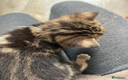 Bengal cats for sale: 9 BENGAL RAGDOLL X KITTENS - Image 35