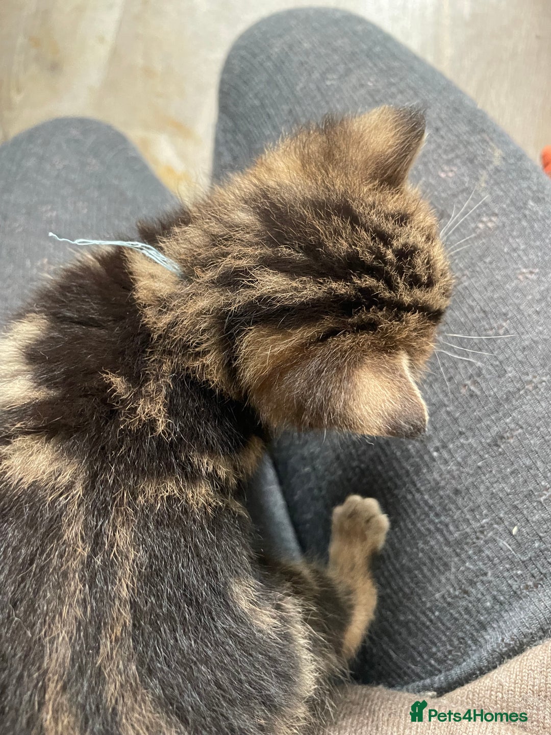 Bengal cats for sale: 9 BENGAL RAGDOLL X KITTENS - Image 35