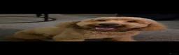 Cockapoo dogs for sale: Beautiful cockapoo puppies  - Advert 8