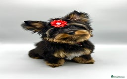 Yorkshire Terrier dogs for sale: Tiny Boys !!! Pedigrees !!! in Coventry - Image 4