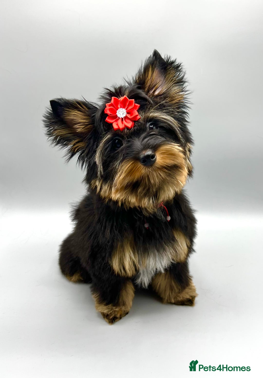 Yorkshire Terrier dogs for sale: Tiny Boys !!! Pedigrees !!! in Coventry - Image 4