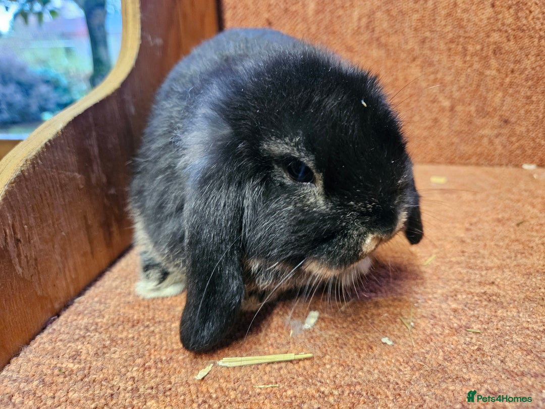 Mini Lop rabbits for sale: Pure mini lop Doe Kit show lines . Vaccinated  - Advert 9