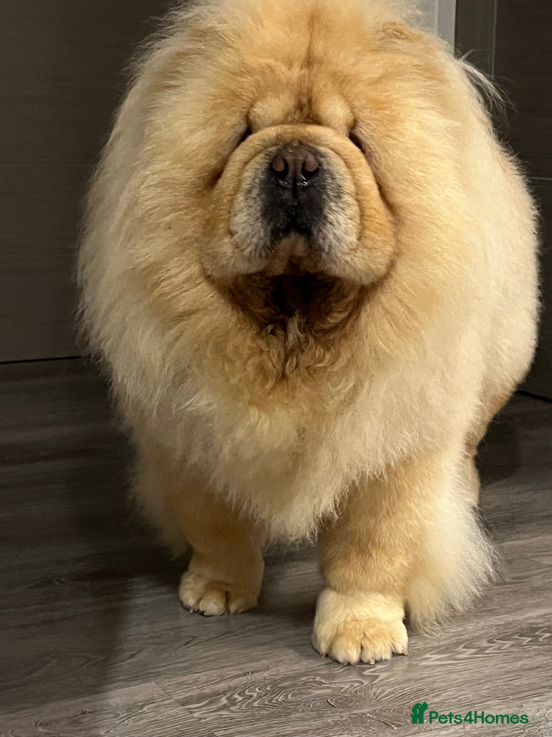 Chow Chow dogs for sale: Female looking for new home  - Advert 3