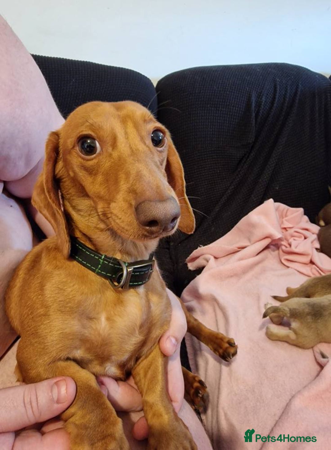 Chiweenie dogs for sale: 6 Chihuahua/Minature Dacshund Pups Ready to leave - Image 14