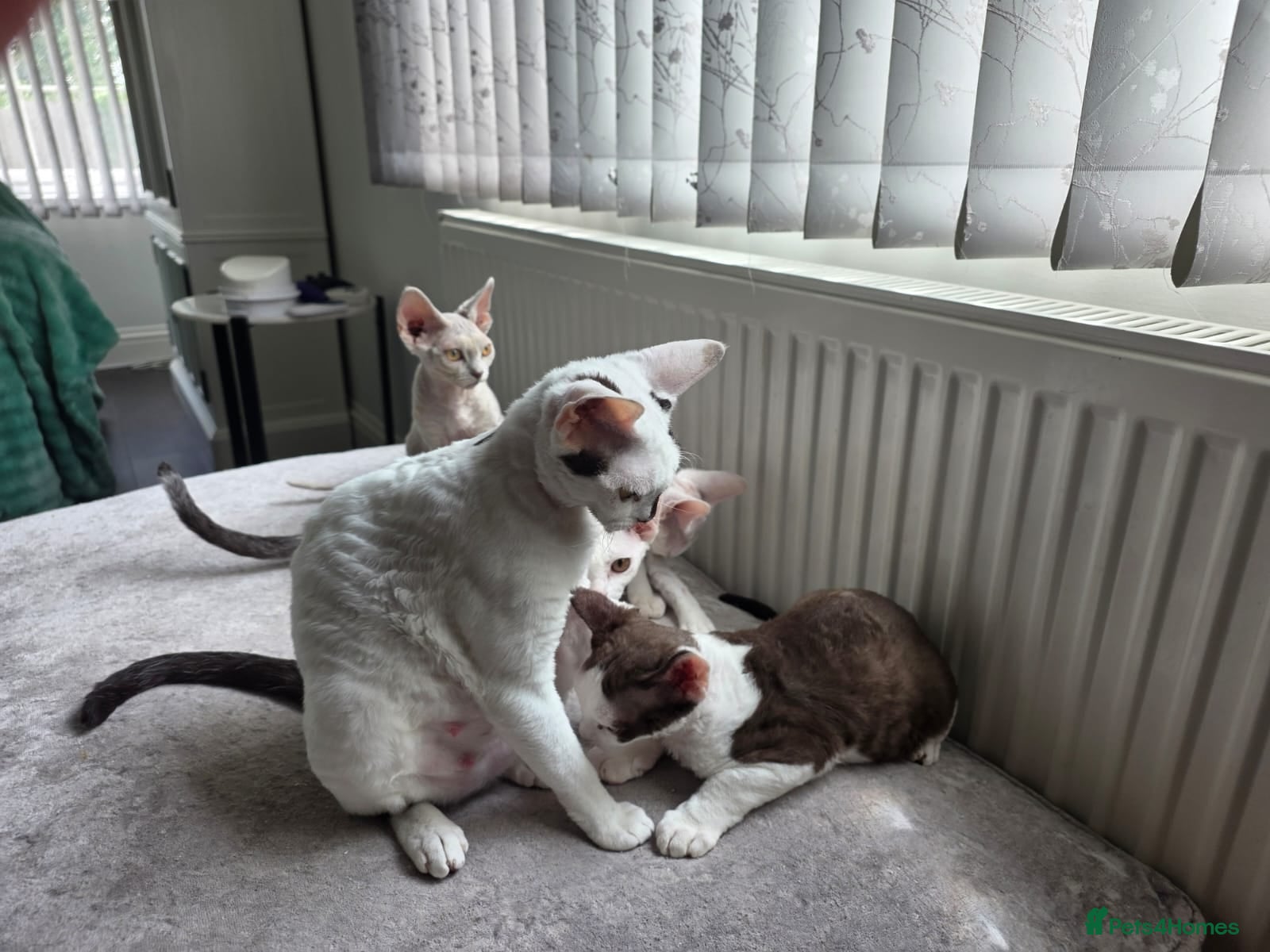 Devon Rex cats Darling Devons  - Advert 2