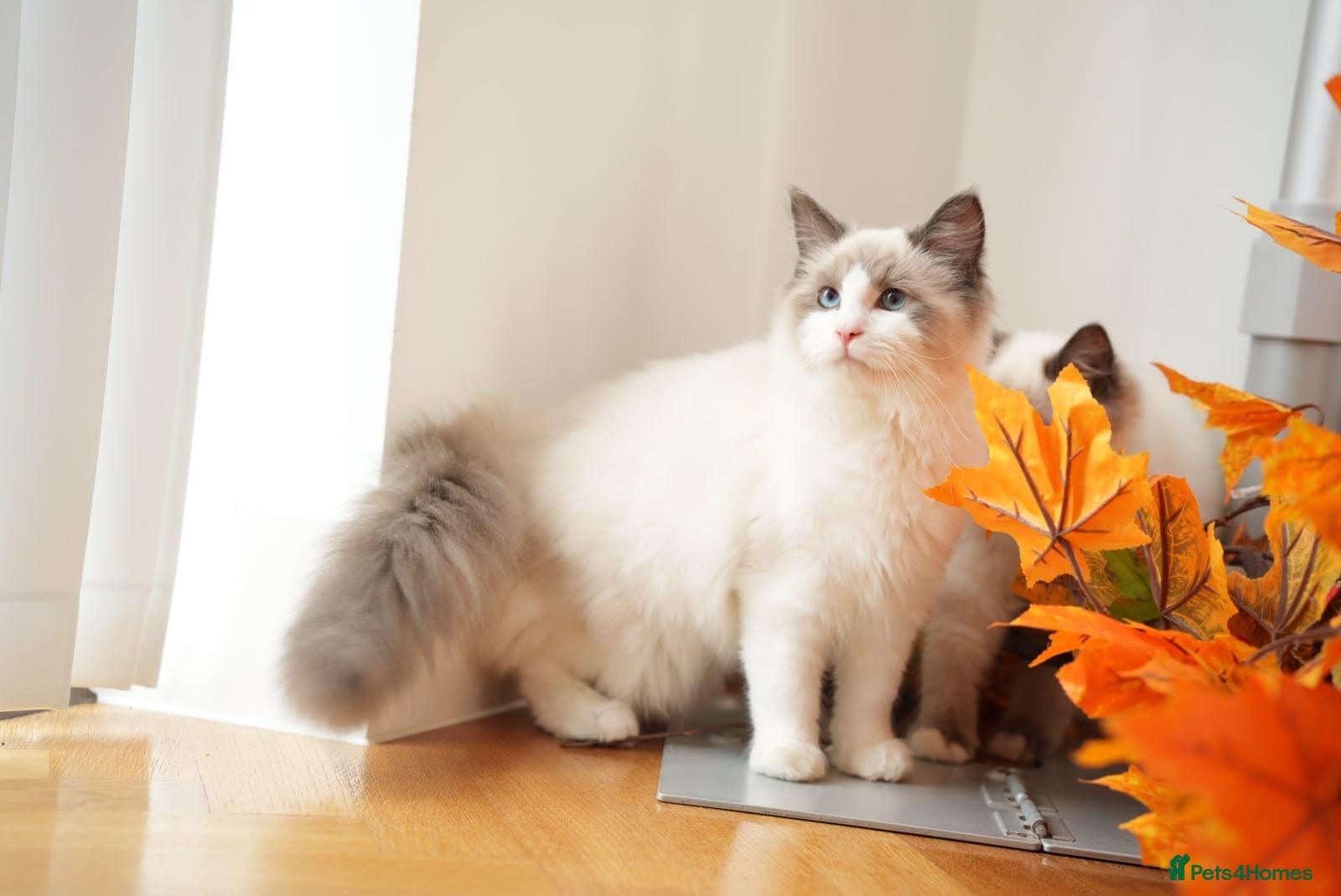 Ragdoll cats Last boy ready now, GCCF-registered Ragdoll. - Advert 1