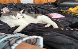 Mixed Breed cats for sale: Kitten - Image 3