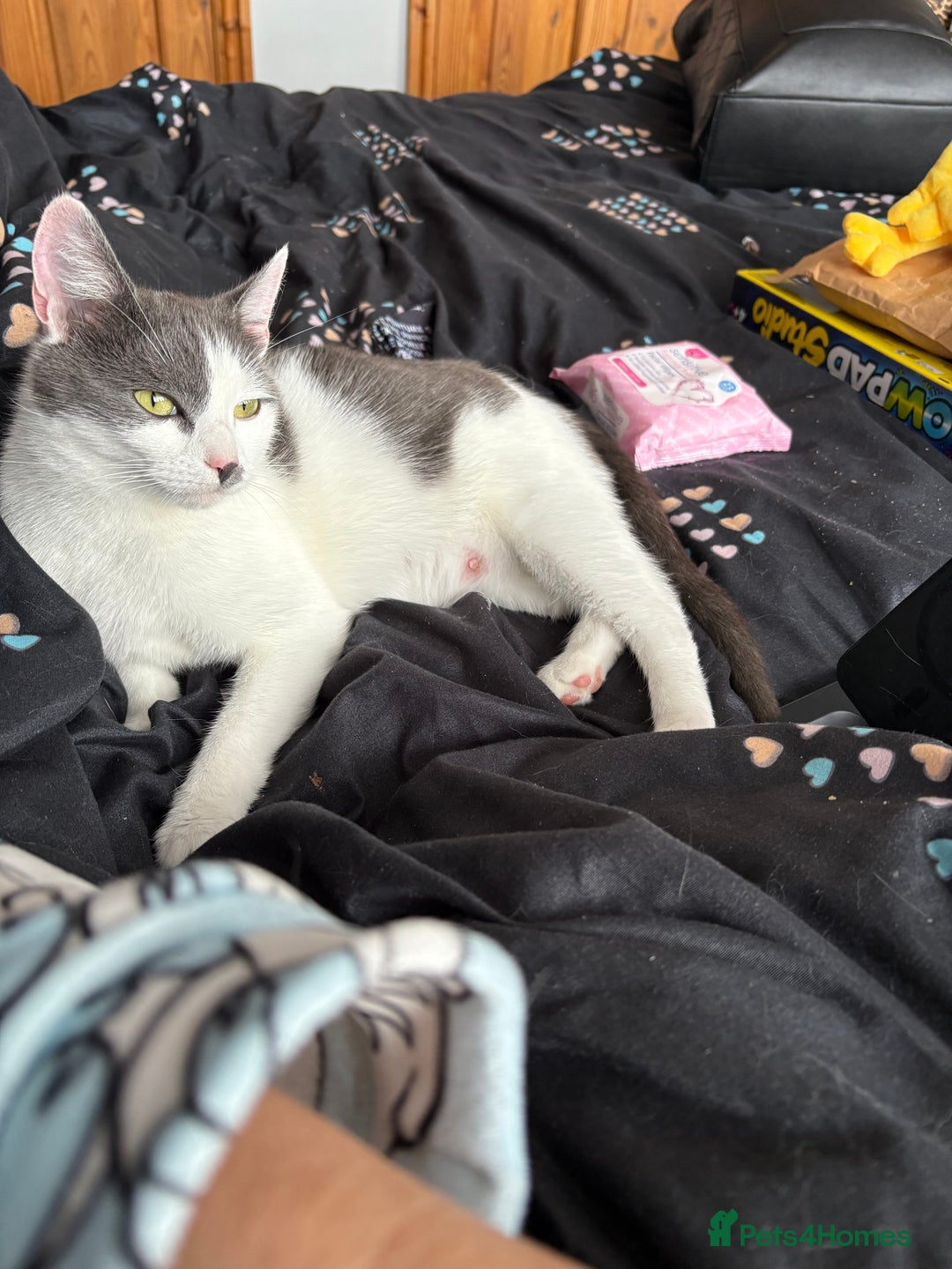 Mixed Breed cats for sale: Kitten - Image 3