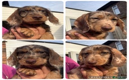 Dachshund dogs for sale: Last two amazing  miniature wire dachshunds  - Image 2