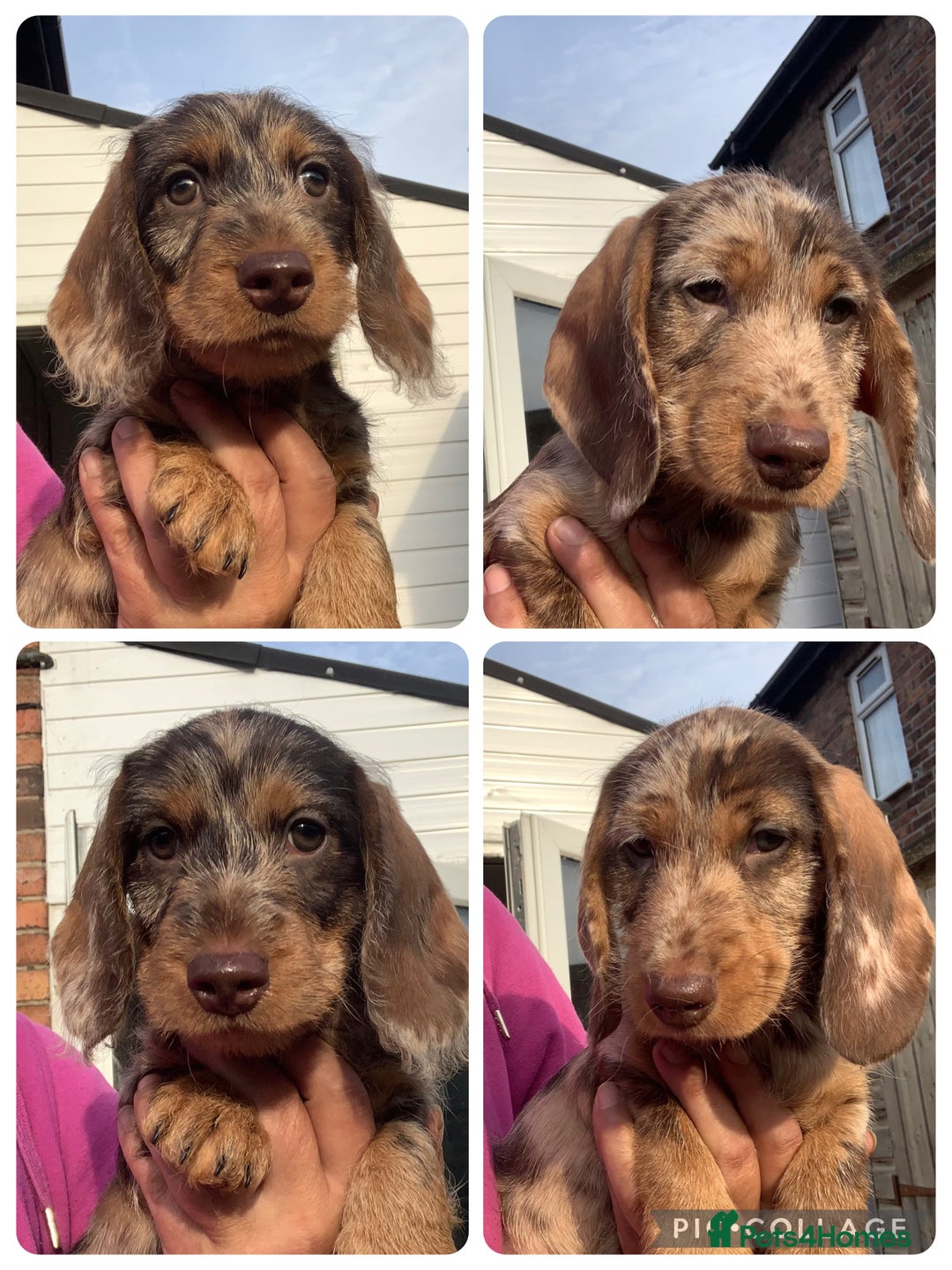 Dachshund dogs for sale: Last two amazing  miniature wire dachshunds  - Image 2