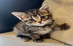 Mixed Breed cats for sale: 5 Beautiful fluffy kittens ready to be re-homed ❤️ - Image 23