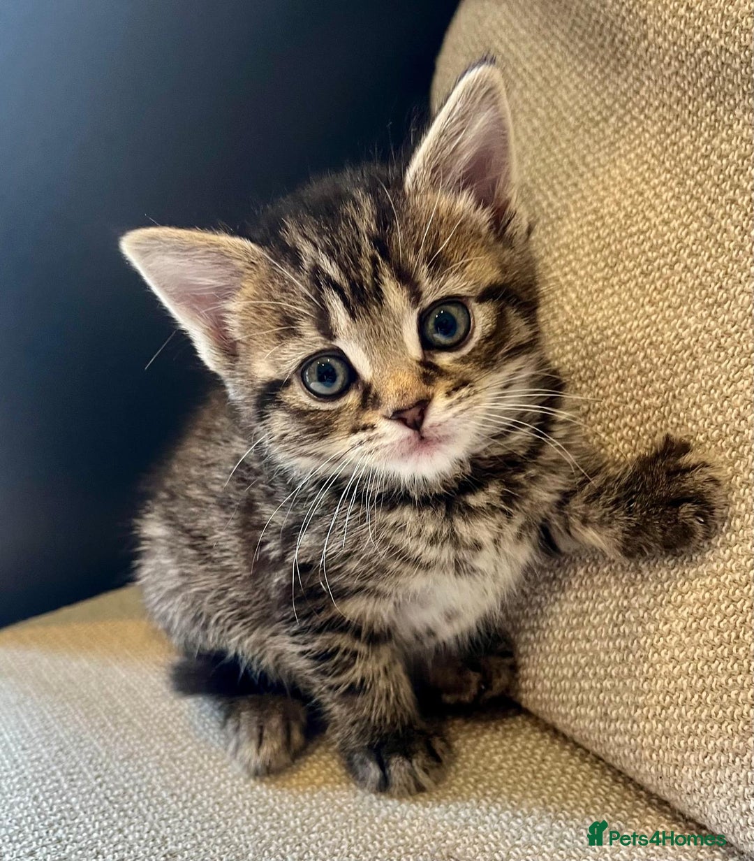 Mixed Breed cats for sale: 5 Beautiful fluffy kittens ready to be re-homed ❤️ - Image 23