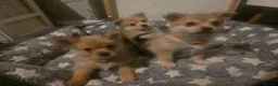 Mixed Breed dogs for sale: Last girl left  she is the funniest one  - Advert 3