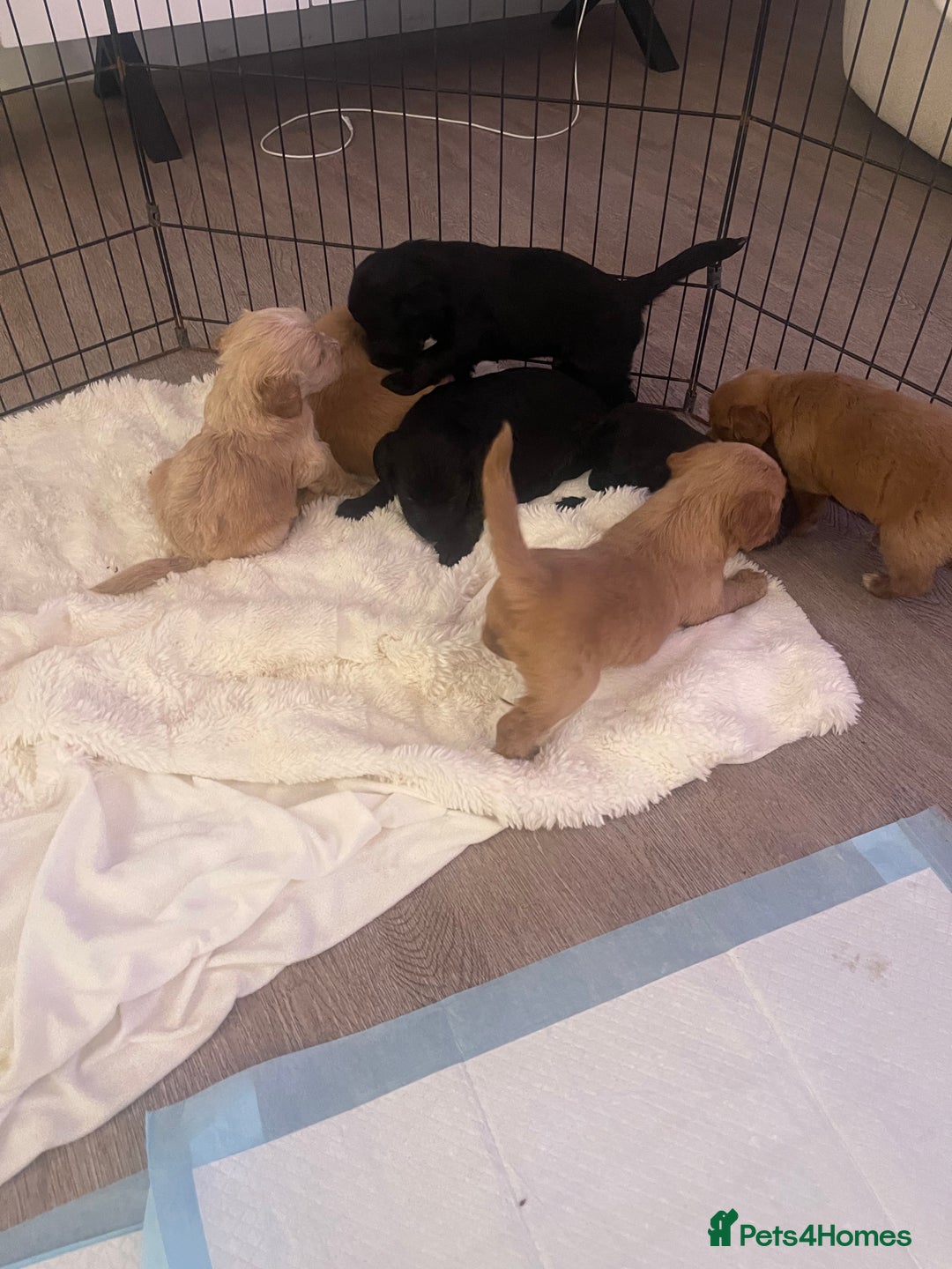 Mixed Breed dogs for sale: Gorgeous puppy’s  - Advert 4