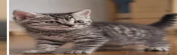 Mixed Breed cats for sale: Half British shorthair kittens  - Advert 7