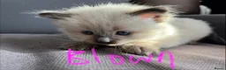 Ragdoll cats for sale: Pure ragdoll kittens sake London - Advert 27