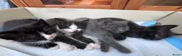 Mixed Breed cats for sale: Ragdoll / British Short Hair Kittens For Sale £100 - Advert 5