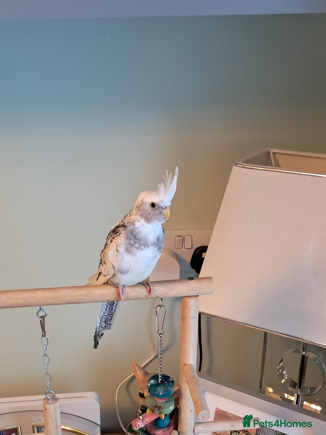 Cockatiels birds for sale: Hand reared baby cocktail very tame  - Advert 2