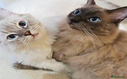 Ragdoll cats for sale: 5-year-old male Ragdoll  - Image 3