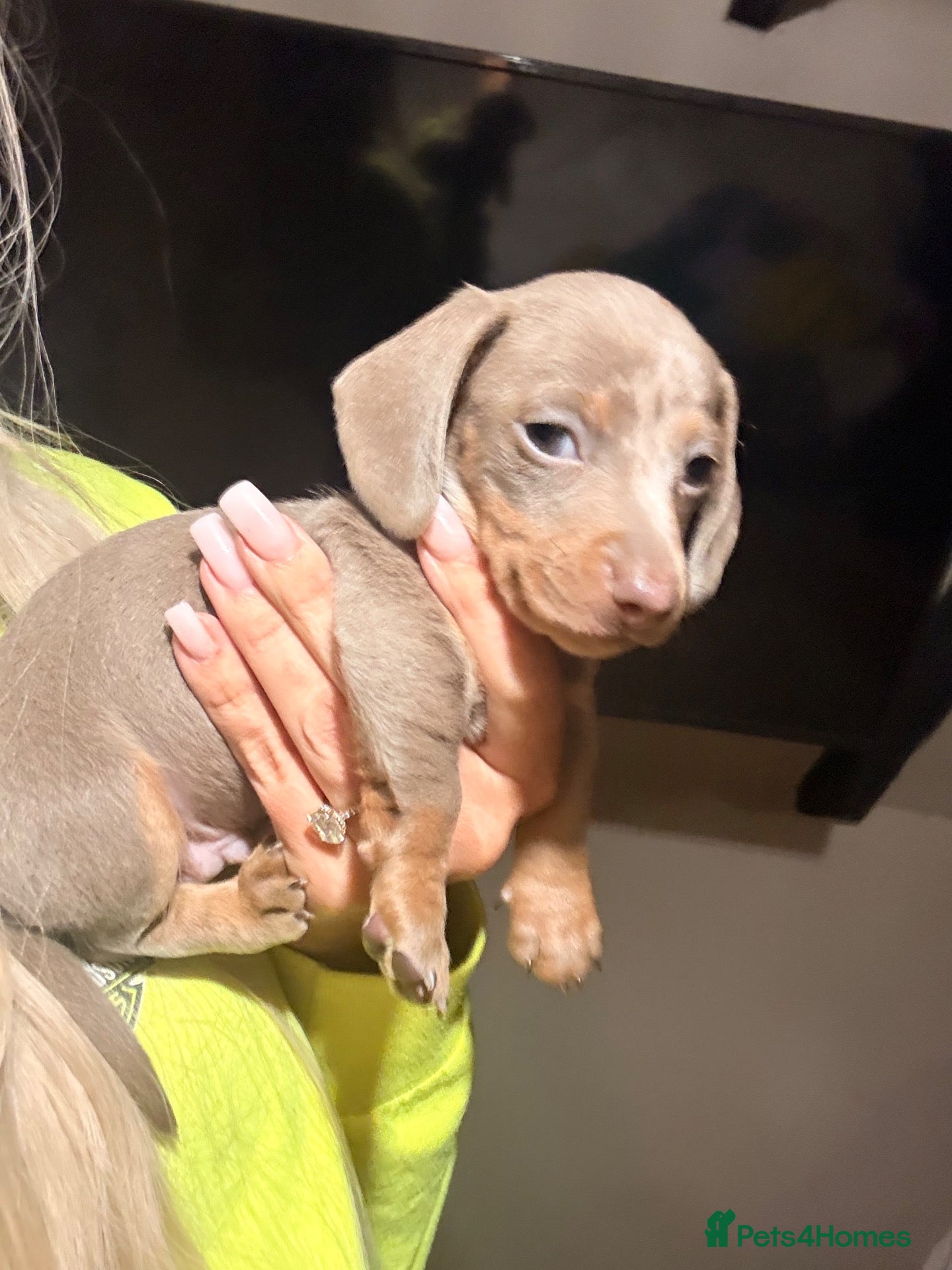 Miniature Dachshund dogs 1 Isabella miniature dachshund puppy . - Advert 2
