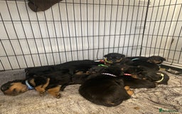 Rottweiler dogs for sale: Rottweiler puppies - Image 10
