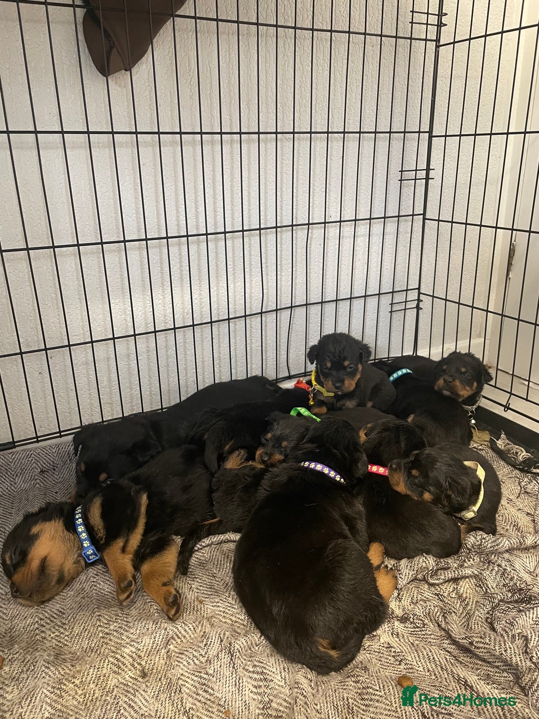 Rottweiler dogs for sale: Rottweiler puppies - Image 10
