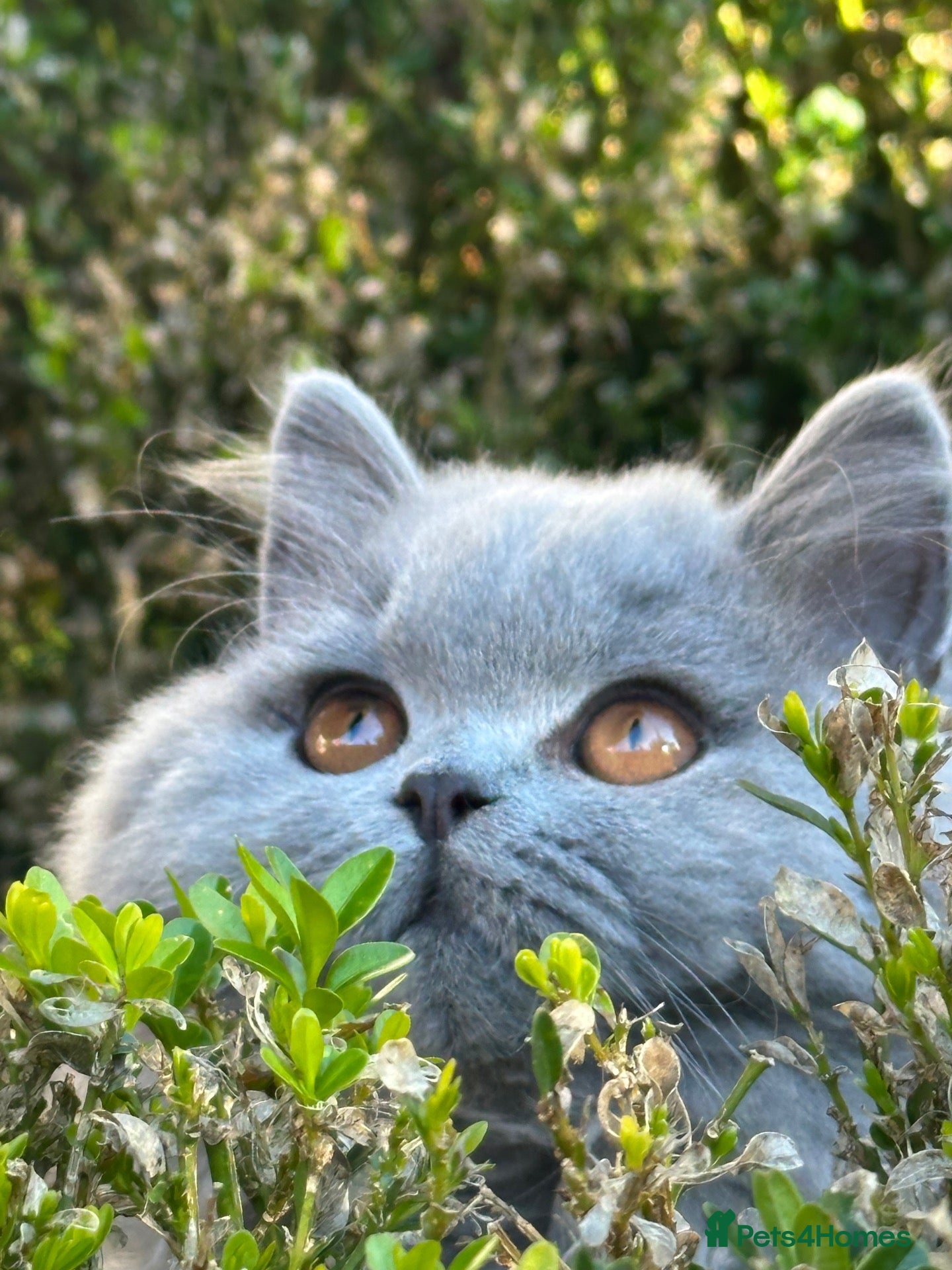 British Shorthair cats Two Remaining!  - Advert 1
