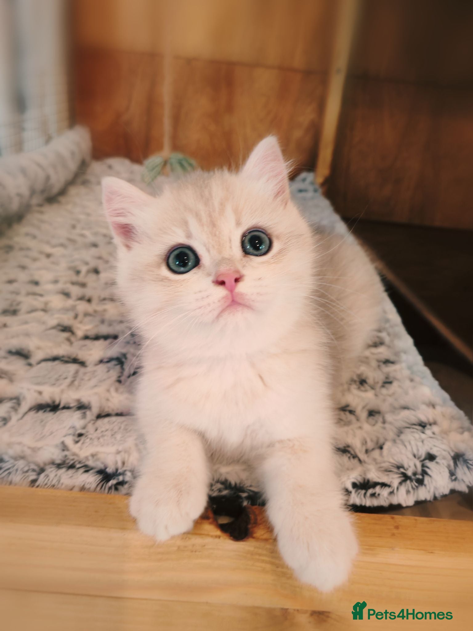 British Shorthair cats Blue Golden Tipped BSH - GCCF - King / Show - Advert 15