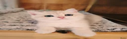 British Shorthair cats for sale: 1 left, Rare Tipped British Shorthair girl - Advert 17