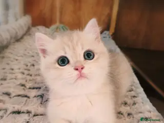 British Shorthair cats Blue Golden Tipped BSH - GCCF - King / Show - Advert 2